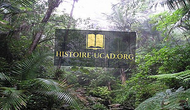 الغابات المطيرة يونكو بورتوريكو Histoire Ucad Org