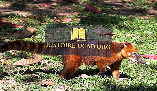 حيوانات الغابات المطيرة الاستوائية Histoire Ucad Org