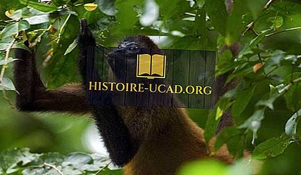 حيوانات الغابات المطيرة الاستوائية Histoire Ucad Org