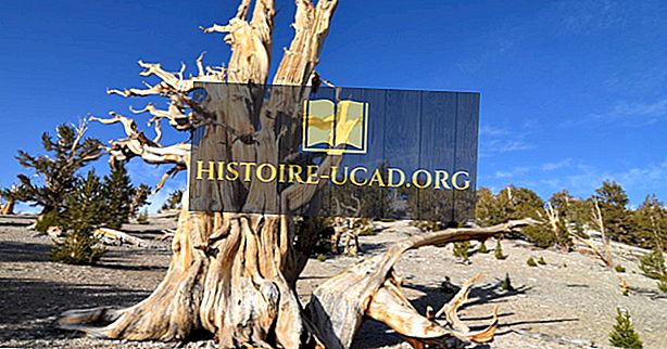 أين هي أقدم شجرة في العالم Histoire Ucad Org